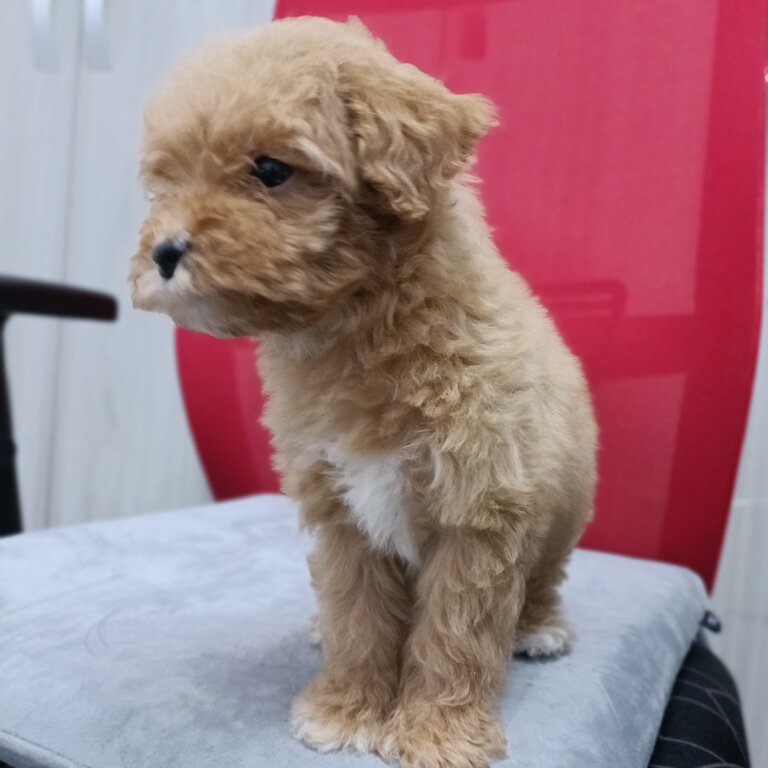POODLE TOY FOR SALE NEWBORN 