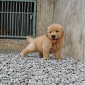 Golden Retriever Puppy For Sale (Imported lineage) (019 - 480 6689 Grace)-5