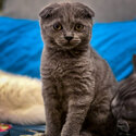 Male Scottish Fold for Sell -3