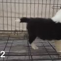 Border Collie Puppy For Sale (019 - 480 6689 Grace)-4