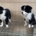 Border Collie Puppy For Sale (019 - 480 6689 Grace)-1