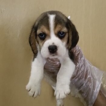 Beagle Puppy For Sale（比格小猎犬 幼犬）(019 - 480 6689 Grace)