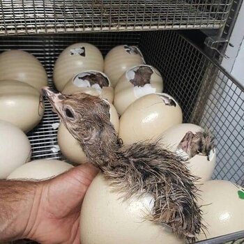 Ostrich Eggs, Parrot Eggs, Ostrich Chickens day old chicks