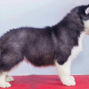 Siberian Husky Puppies| whatsapp 01117225019