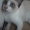 Snowshoe Siamese kitten-3