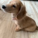 Dachshund Long Hair Puppy, 3 Months, Vax'd-1