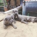 Cane Corso Puppy For Sale (Italian Mastiff Puppy)(019 - 480 6689 Grace)-1