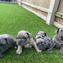 adorable french bulldog puppies for adoption-0