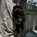 Chow Chow Puppy For Sale Malaysia (019 - 480 6689 Grace)-2