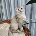 Golden British Shorthair -3