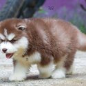 Purebred mka Alaskan malamute puppies WhatsApp 01117225019