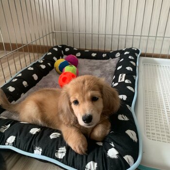 Dachshund Long Hair Puppy, 3 Months, Vax'd