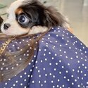 Cavalier Female Pedigree -2