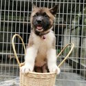 Akita Puppy For Sale (019 - 480 6689 Grace)