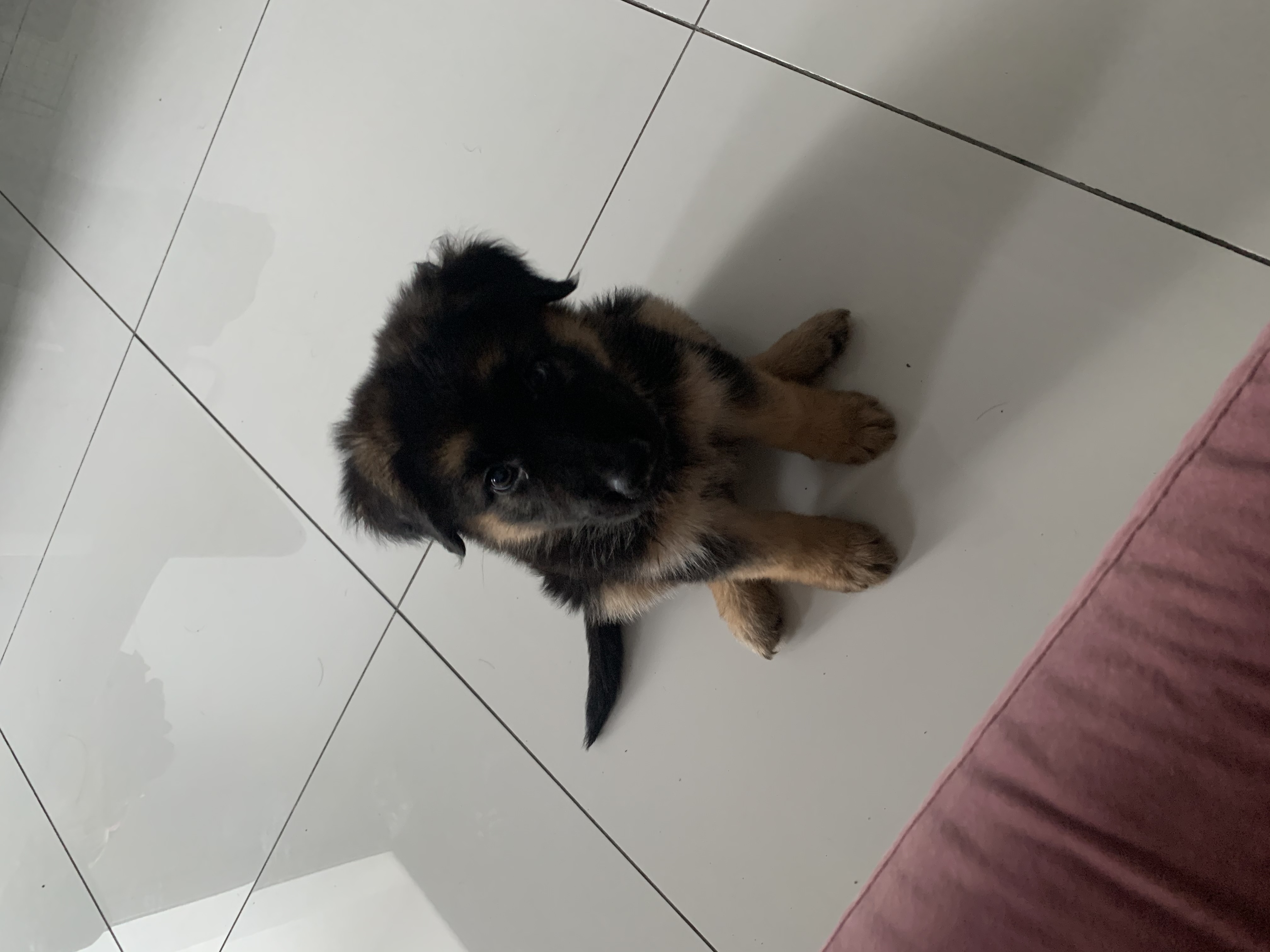 German Shepherd puppy ( female )