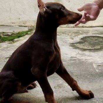Doberman Puppy For Sale Malaysia (Imported lineage)(019 - 480 6689 Grace)
