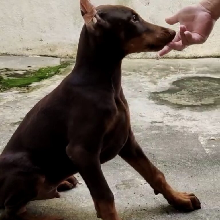 Doberman Puppy For Sale Malaysia (Imported lineage)(019 - 480 6689 Grace)