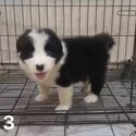 Border Collie Puppy For Sale (019 - 480 6689 Grace)-1