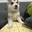 Pomsky For Sale-0