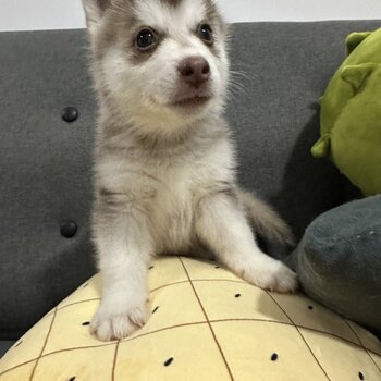 Pomsky For Sale