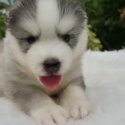 Wooly Husky Puppy For Sale (019 - 480 6689 Grace)