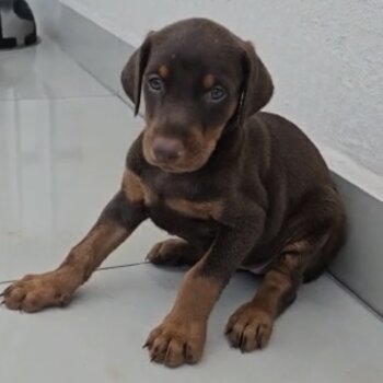 Doberman Puppy For Sale (Imported lineage)（杜宾犬 幼犬）(019 - 480 6689 Grace)