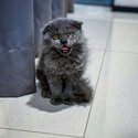 Female Scottish Fold for Sell -1