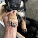 German Shepherd Puppy (Show Quality) (019 - 480 6689 Grace)