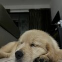 Golden Retriever puppy for sale -1