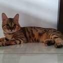 Male Bengal-2