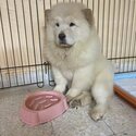 Imported Chow Chow Puppy for Sale!-0