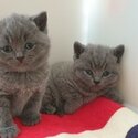  British Shorthair Kittens-0