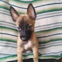 Puppies Belgium Malinois-3