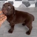 Labrador Puppy For Sale (019 - 480 6689 Grace)-2