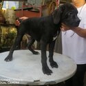 Cane Corso Puppy For Sale (Italian Mastiff Puppy)(019 - 480 6689 Grace)-3