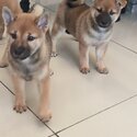Female Shiba Looking for Forever Home-4