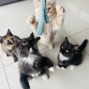 Adorable and playful kittens for sale father is a British short hair, mother is Maine coon/Persian -1