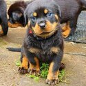 Healthy Rottweiler puppy for rehoming -0