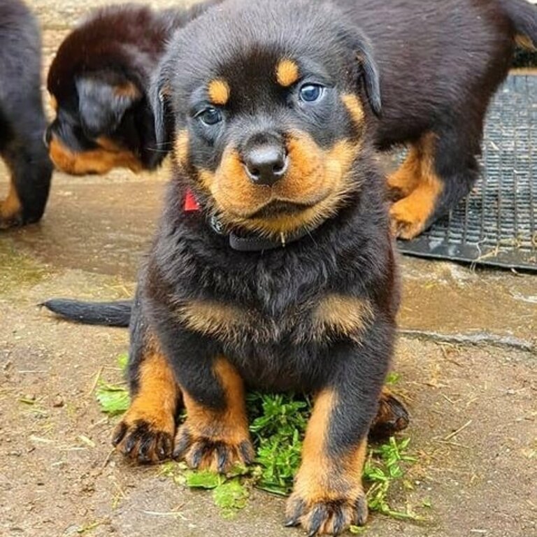 Healthy Rottweiler puppy for rehoming 