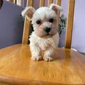 Miniature Schnauzer Puppy For Sale (019 - 480 6689 Grace)-1