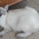Long hair Lilac point Siamese kitten-1