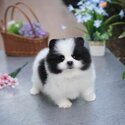 Tiny Pomeranian puppies | WhatsApp at 01117225019