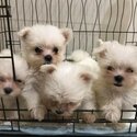 Maltese Puppy For Sale (Champion lineage)(019 - 480 6689 Grace)-1