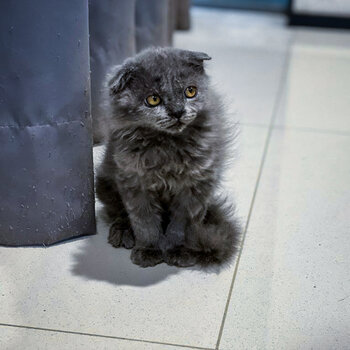 Female Scottish Fold for Sell 