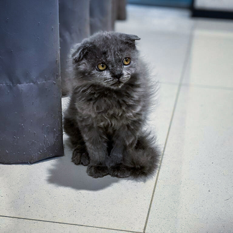 Female Scottish Fold for Sell 