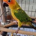 Sun conure pair -1