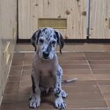 Great Dane -0