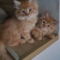 3 kittens looking for new homes-5