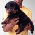ROTTWEILER AVAILABLE FOR ADOPTION -3