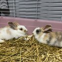 Bunnies For Sale